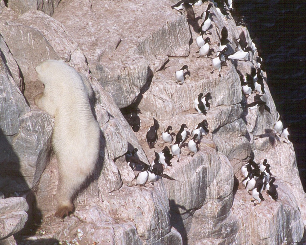 Polar Bear Rock Climbing