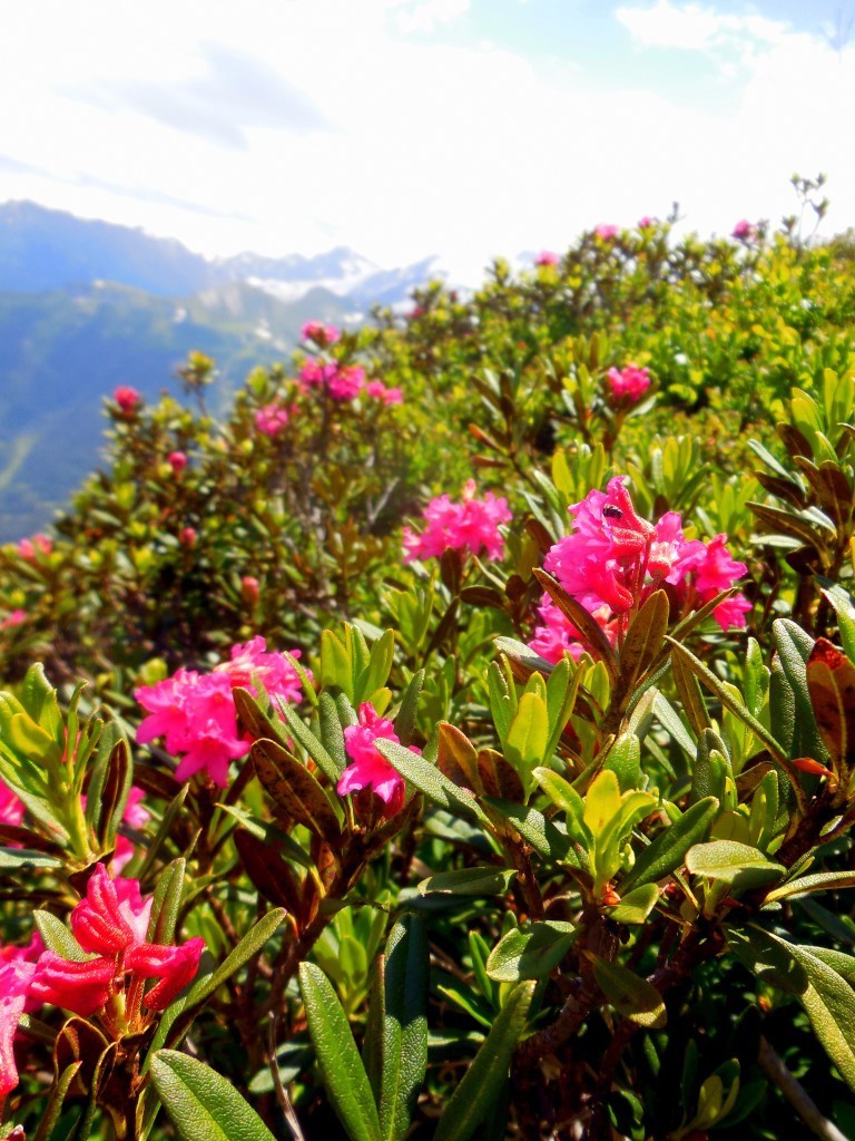 Alpine flowers near the Grand Perron