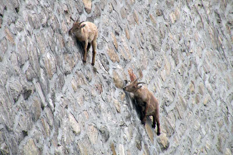 mountain goats climbing vertical