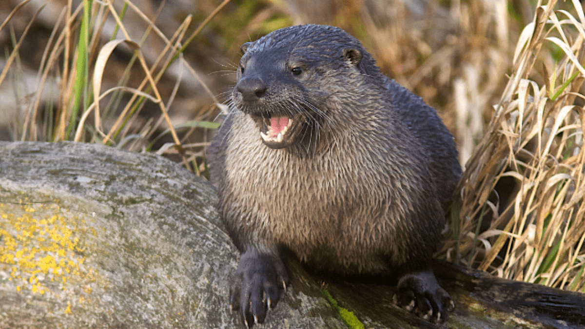 Wild otter attack leads to woman being airlifted to hospital, 2